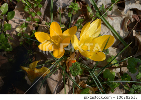 Crocus 100282615