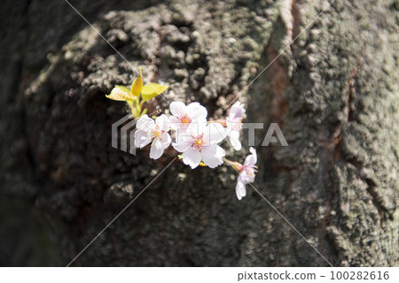 Flowering of cherry blossoms. image of spring.　 100282616