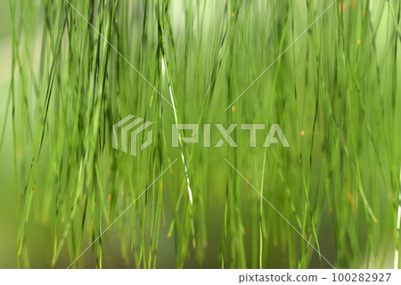 Pinus patula leaf pattern 100282927