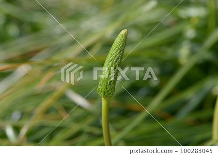 Buds of Bruvinella floribunda 100283045