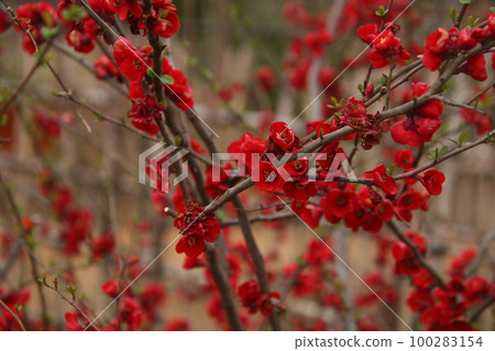 Blurred flowers ② 100283154