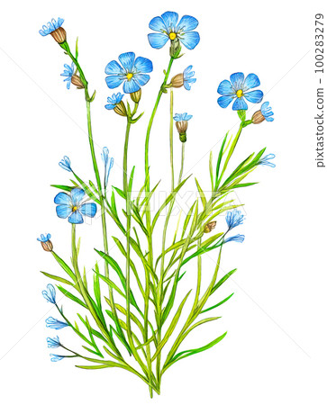 Linseed (flax) plant with flowers isolated on white background. Generative AI watercolor illustration 100283279