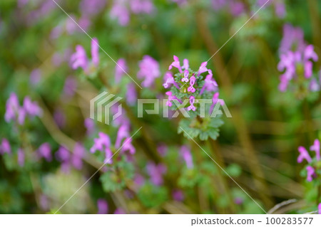 開在路邊的佛座紅花 開在路邊的佛座紅花 100283577