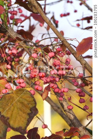 December 2022 Mayumi tree with red seeds bursting open 100283705