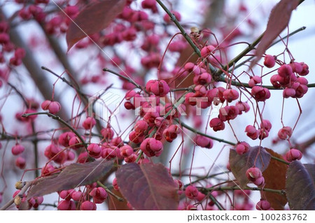 2022 年 12 月 Mayumi 樹,紅色種子爆開 2022 年 12 月 Mayumi 樹,紅色種子爆開 100283762