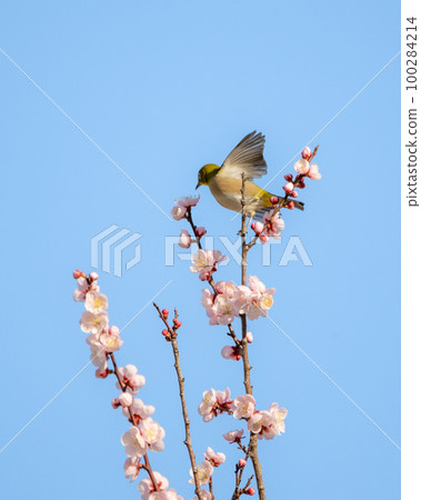 Hitachi City, Ibaraki Prefecture Plum blossoms and Japanese white-eye in full bloom at Suwa Plum Grove Hitachi City, Ibaraki Prefecture Plum blossoms and Japanese white-eye in full bloom at Suwa Plum Grove 100284214