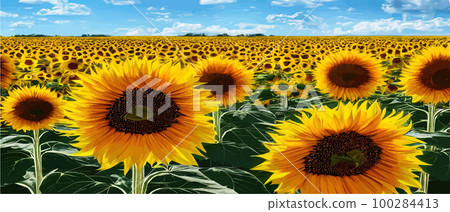 Sunflower blossom farm overlooking blue sky summer season landscape banner, cut and craft style, organic plants Sunflower blossom farm overlooking blue sky summer season landscape banner, cut and craft style, organic plants 100284413