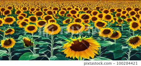 Sunflower blossom farm overlooking blue sky summer season landscape banner, cut and craft style, organic plants Sunflower blossom farm overlooking blue sky summer season landscape banner, cut and craft style, organic plants 100284421