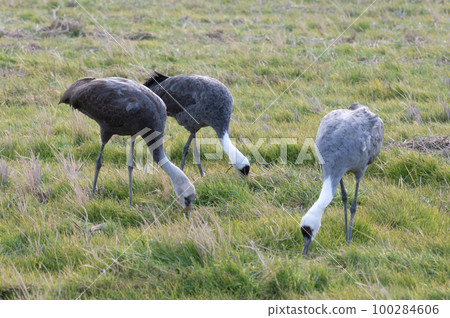Crane wintering ground, Izumi, Kagoshima Prefecture Crane wintering ground, Izumi, Kagoshima Prefecture 100284606