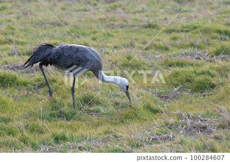 Crane wintering ground, Izumi, Kagoshima Prefecture 100284607