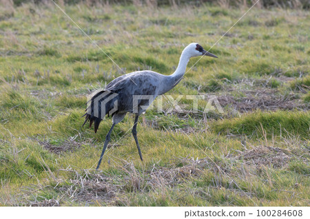 Crane wintering ground, Izumi, Kagoshima Prefecture Crane wintering ground, Izumi, Kagoshima Prefecture 100284608