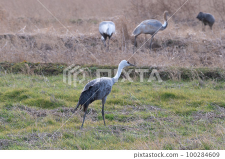 Crane wintering ground, Izumi, Kagoshima Prefecture 100284609