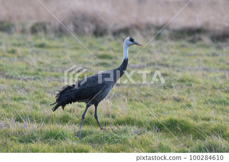 鶴的越冬地，鹿兒島縣和泉市 100284610