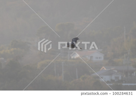 鶴的越冬地,鹿兒島縣和泉市 鶴的越冬地,鹿兒島縣和泉市 100284631