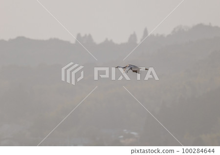 Crane wintering ground, Izumi, Kagoshima Prefecture Crane wintering ground, Izumi, Kagoshima Prefecture 100284644