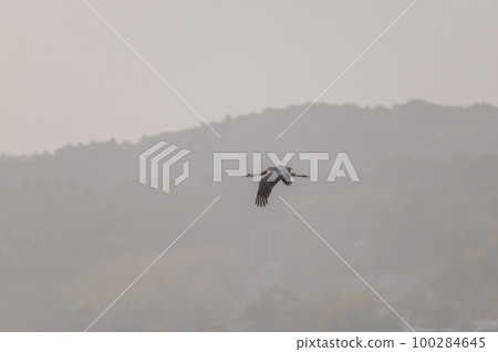 Crane wintering ground, Izumi, Kagoshima Prefecture Crane wintering ground, Izumi, Kagoshima Prefecture 100284645