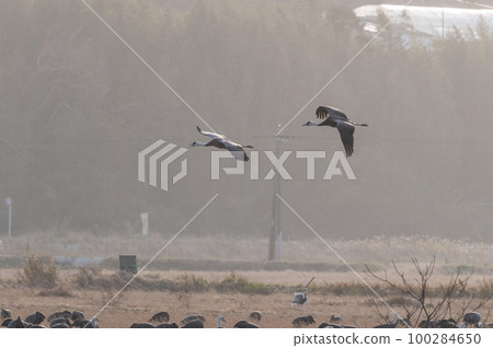 Crane wintering ground, Izumi, Kagoshima Prefecture Crane wintering ground, Izumi, Kagoshima Prefecture 100284650