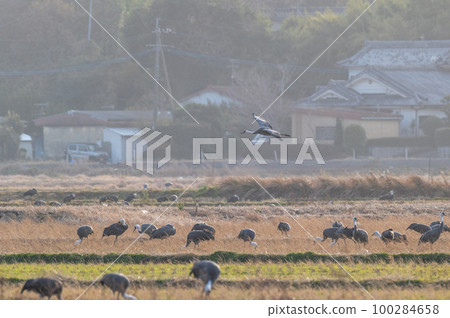 鶴的越冬地，鹿兒島縣和泉市 100284658