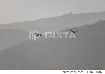 Crane wintering ground, Izumi, Kagoshima Prefecture 100284687