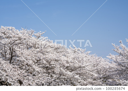 Tamba Kuroigawa Cherry Blossoms 100285674