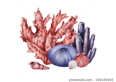 Watercolor composition with corals, sea urchin and shells. Hand painting clipart underwater life objects on a white isolated background. For designers, decoration, postcards, wrapping paper 100285693