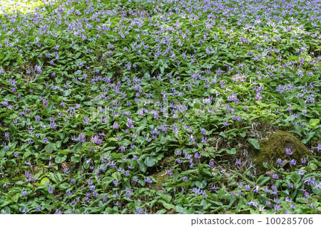 Tanba Katakuri from Kiyozumi 100285706
