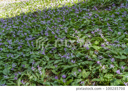 Tanba Katakuri from Kiyozumi 100285708