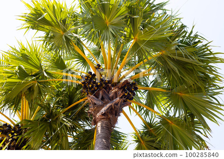 Sugar palm tree with fruit 100285840