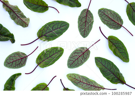 Red-veined sorrel on white background. Red-veined sorrel on white background. 100285987