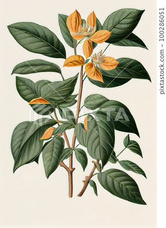 Withania Somnifera, Ashwagandha, Winter Cherry Medicinal Adaptogenic Plant, Abstract Generative AI Illustration Withania Somnifera, Ashwagandha, Winter Cherry Medicinal Adaptogenic Plant, Abstract Generative AI Illustration 100286051