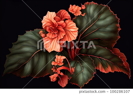 Begonia Flower Botanical Illustration, Pot Flowers Realistic Painting, Abstract Generative AI Illustration 100286107