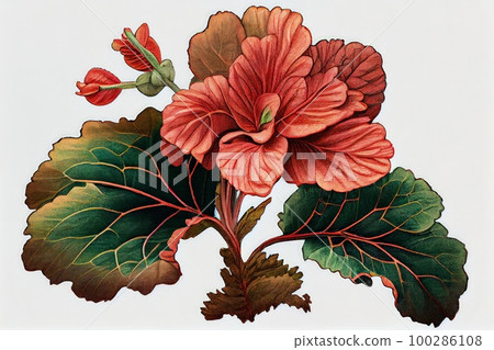 Begonia Flower Botanical Illustration, Pot Flowers Realistic Painting, Abstract Generative AI Illustration Begonia Flower Botanical Illustration, Pot Flowers Realistic Painting, Abstract Generative AI Illustration 100286108