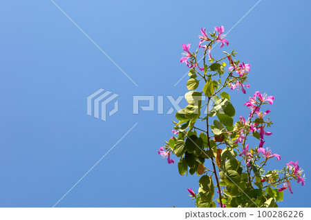 Bauhinia purpurea tree with pink flower 100286226