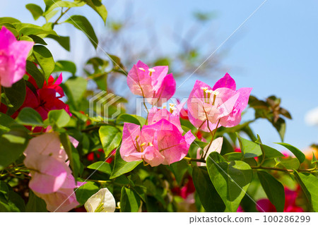 Beautiful Bright Fuchsia Bougainvillea Stock Photo, Picture and