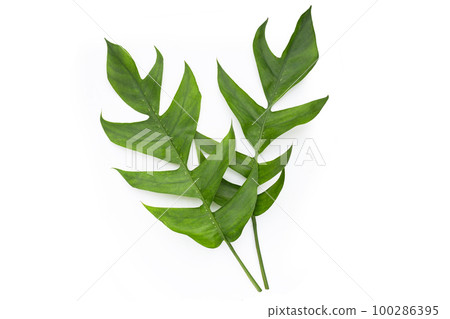 Rhaphidophora tetrasperma mini monstera green leaves Rhaphidophora tetrasperma mini monstera green leaves 100286395