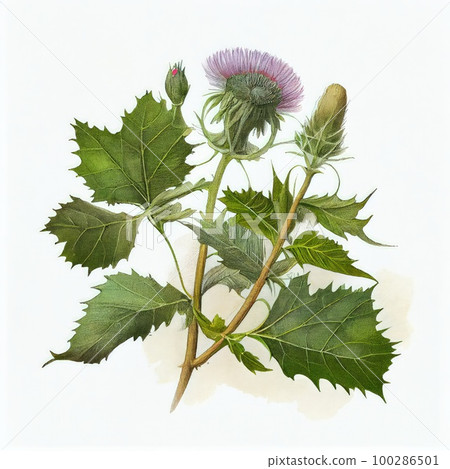 Burdock Flower Botanical Illustration, Arctium, Lappa Realistic Painting, Burdock Drawing Imitation, Abstract Generative AI Illustration 100286501