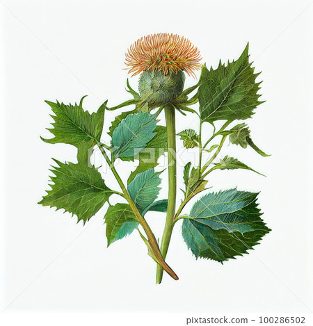 Burdock Flower Botanical Illustration, Arctium, Lappa Realistic Painting, Burdock Drawing Imitation, Abstract Generative AI Illustration 100286502
