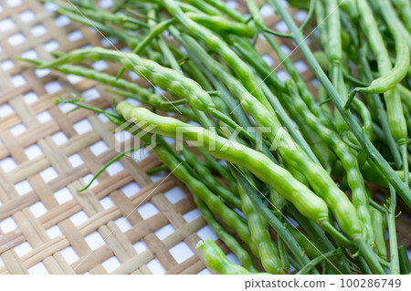 Rat-tailed radish. Fresh organic vegetables Rat-tailed radish. Fresh organic vegetables 100286749