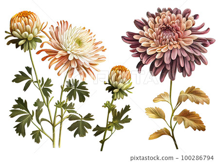 Chrysanthemum, Mums Flower Botanical Stock Illustration