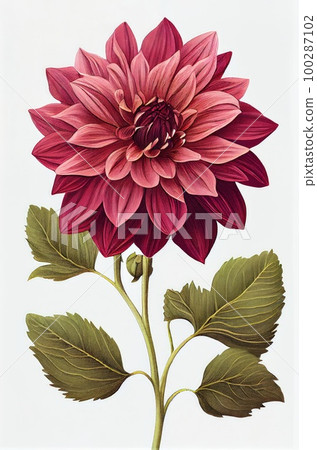 Dahlia Flower Botanical Illustration, Chrysanthemum Realistic Painting, Abstract Generative AI Illustration Dahlia Flower Botanical Illustration, Chrysanthemum Realistic Painting, Abstract Generative AI Illustration 100287102