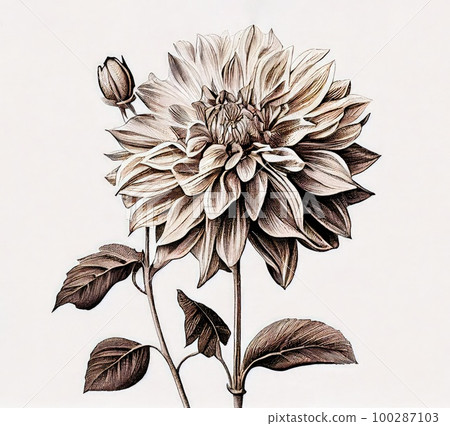 Dahlia Flower Botanical Illustration, Chrysanthemum Realistic Painting, Abstract Generative AI Illustration Dahlia Flower Botanical Illustration, Chrysanthemum Realistic Painting, Abstract Generative AI Illustration 100287103