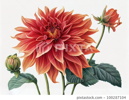 Dahlia Flower Botanical Illustration, Chrysanthemum Realistic Painting, Abstract Generative AI Illustration Dahlia Flower Botanical Illustration, Chrysanthemum Realistic Painting, Abstract Generative AI Illustration 100287104