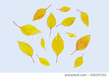 Hibiscus leaves on white background. Hibiscus leaves on white background. 100287202
