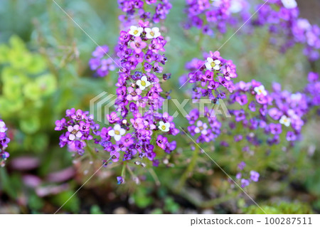 Alissam's flower 100287511