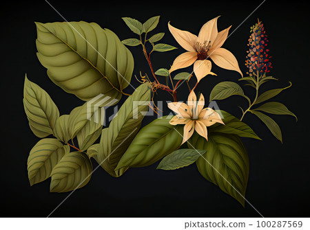 Fantasy Non-Existent Plant, Haritaki-like Botanical Illustration, Abstract Generative AI Illustration 100287569