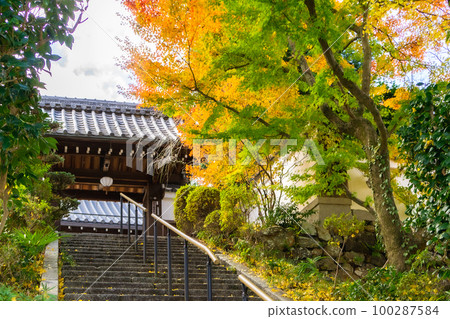 Autumn leaves at Honnenzan Shozenji Temple in Kitayama, Kyoto Large ginkgo tree at the temple gate Autumn leaves at Honnenzan Shozenji Temple in Kitayama, Kyoto Large ginkgo tree at the temple gate 100287584
