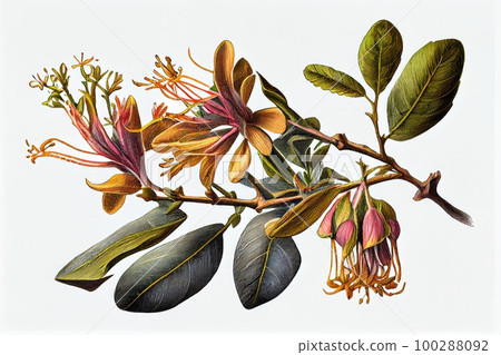 Lonicera Periclymenum Botanical Illustration, Honeysuckles, Abstract Generative AI Illustration 100288092