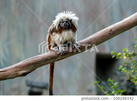 Cotton-top tamarin (lat. - Saguinus) Cotton-top tamarin (lat. - Saguinus) 100288142