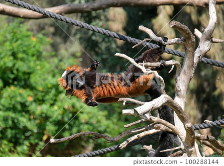 Lemur Red vari (lat. - Varecia rubra) Lemur Red vari (lat. - Varecia rubra) 100288144