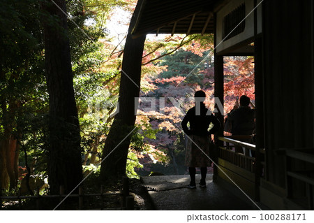 紅葉名勝殿之谷戶庭園 100288171